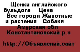 Щенки английского бульдога  › Цена ­ 60 000 - Все города Животные и растения » Собаки   . Амурская обл.,Константиновский р-н